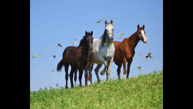 Onları bu kadar özel yapan ne? Sultansuyu'nun 15 'safkan elit' Arap tayı görücüye çıkıyor.