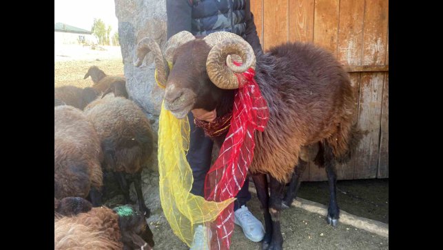 Yüzyıllık "koç katımı" geleneği Ağrı'da yaşatılıyor