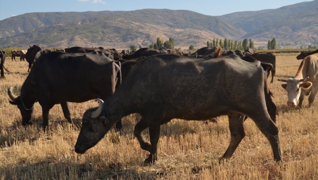 Muş'ta devlet desteğiyle manda varlığı artıyor