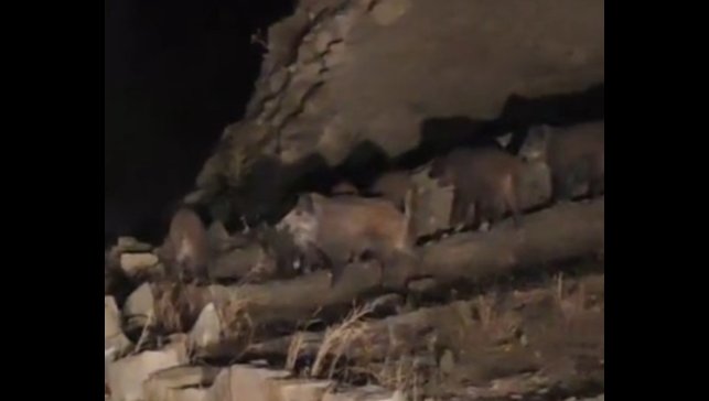 Van'da mahalleye inen domuz sürüsü görüntülendi