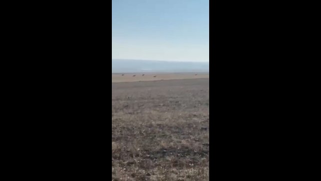 Kars'ta köye inen kurt sürüsü kamerada