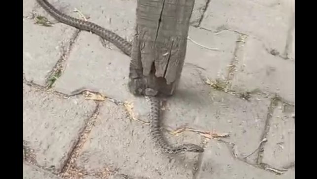 Mahallelinin korkulu rüyası olan yılan, 3 günlük nöbet sonrası yakalandı