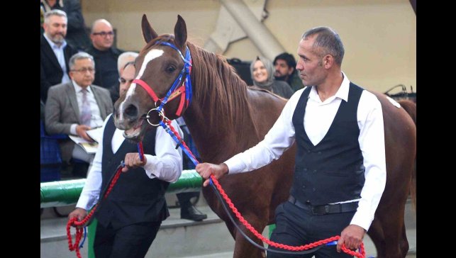 Sultansuyu'nun şampiyon tayları Veliefendi'de rekor fiyatlara satıldı
