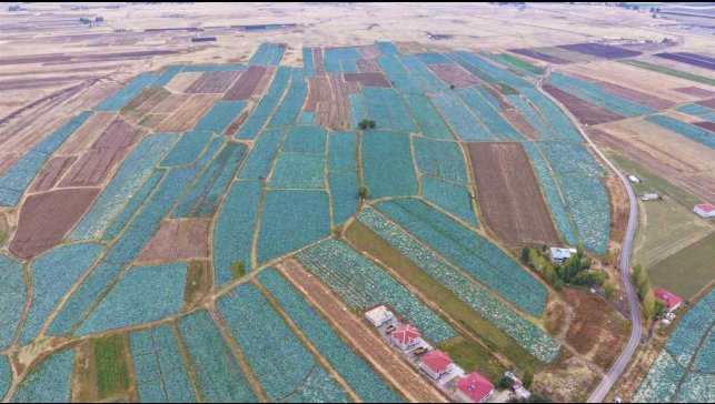 Muş Ovası'nda lahana hasadı başladı: 150 milyon liralık katkı bekleniyor