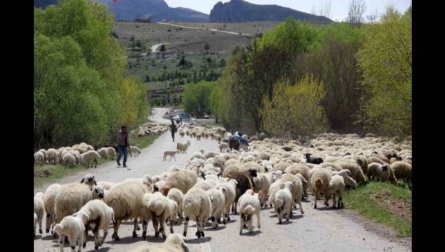 Yayla mesaisini tamamlayan Doğu Anadolu'daki göçerler dönüş yolunda