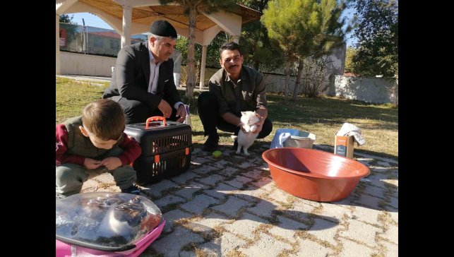 Cami imamı onlarca kediye bakıyor