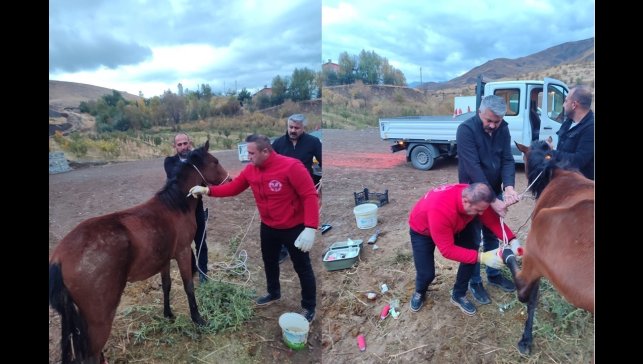 Hakkari'de ayağı kırık at kurtarıldı