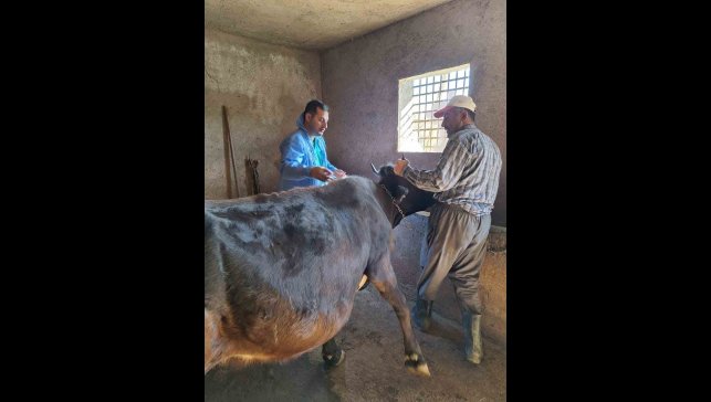 Güroymak'ta şap aşısı çalışmaları aralıksız sürüyor