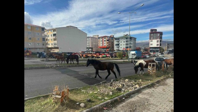 Trafikte başıboş atlar tehlike saçmaya devam ediyor