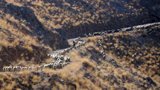 Bitlis'te göçerler havanın soğumasıyla dönüş yolculuğuna başladı