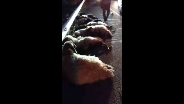 Otomobil sürüye çarptı, onlarca koyun telef oldu