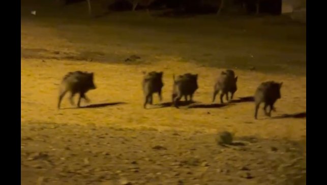 Yüksekova'da domuz sürüsü görüntülendi