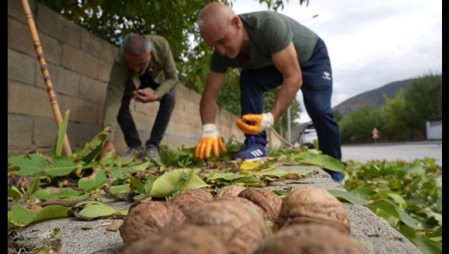 İnce kabuklu, dolu içli Erzincan cevizinde hasat zamanı