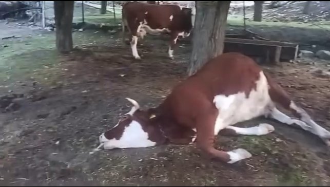 Elazığ'da yıldırım düşmesi sonucu 2 inek telef oldu