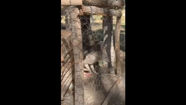 Özalp'te kafeste tutulan kurt kurtarıldı