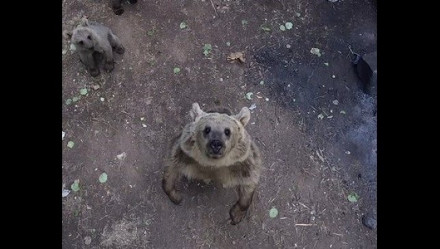 Ayıların dronla karşılaşması izleyenlere keyifli anlar yaşattı