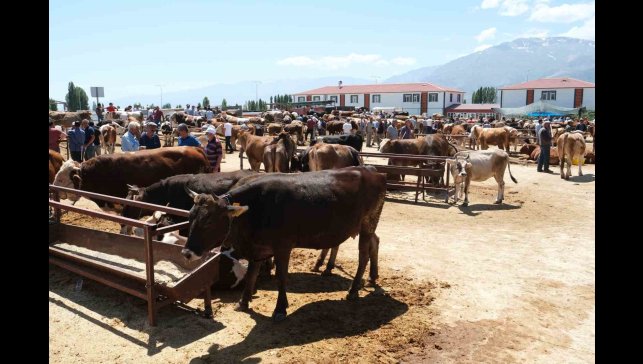 Refahiye'nin 34 köyünde şap karantinası