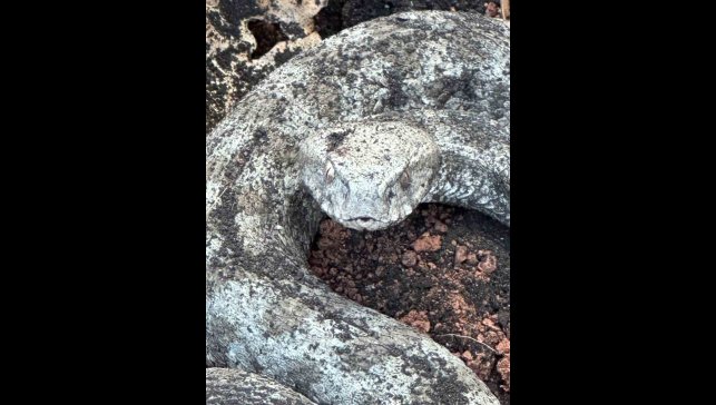 Koca engerek ile kedinin hayatta kalma mücadelesi kameraya yansıdı