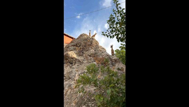 Tunceli'de dağ keçilerinin sevimli halleri gülümsetti