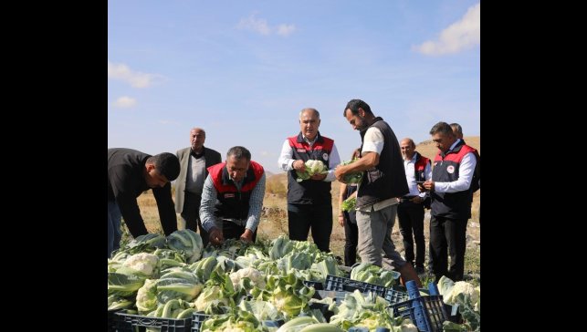 Elazığ'da karnabahar hasadı başladı