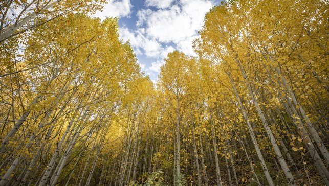 Tunceli'nin zirvelerindeki ormanlar güz renklerine büründü