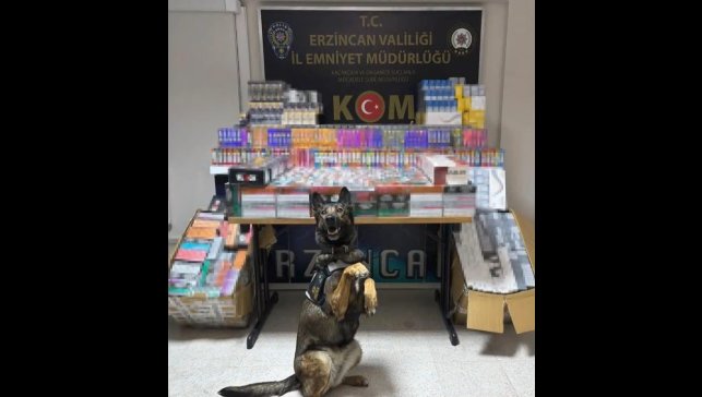 Erzincan'da dedektör köpeği hera, 11 bin 600 kaçak ürünü yakalattı