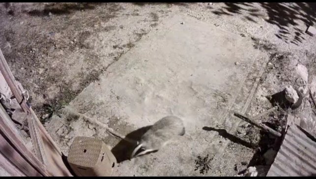 Türkiye'de nadir görülen bal porsuğu ile sansar kameralarında