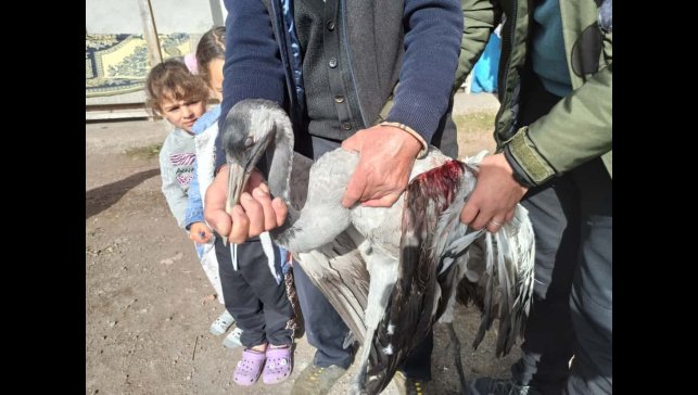 Ardahan'da yaralı bulunan turna tedaviye alındı