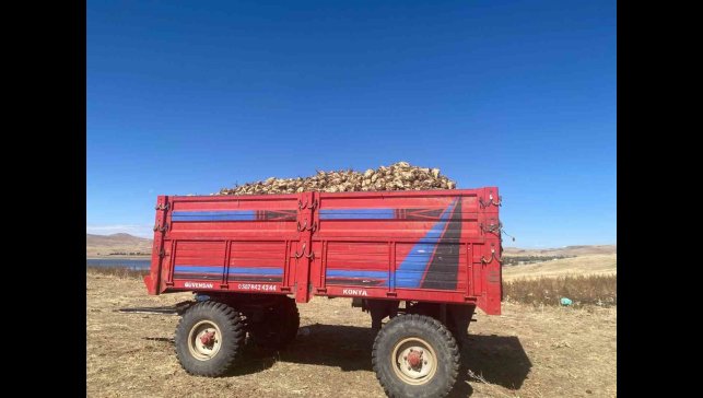 Ağrı'da şeker pancarı hasadı devam ediyor