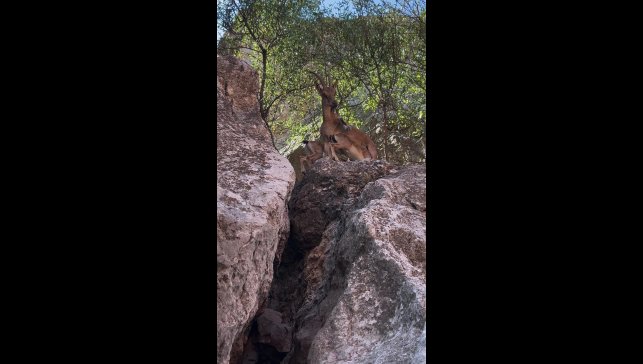 Tunceli'de dağ keçileri yerleşim yerlerine kadar indi