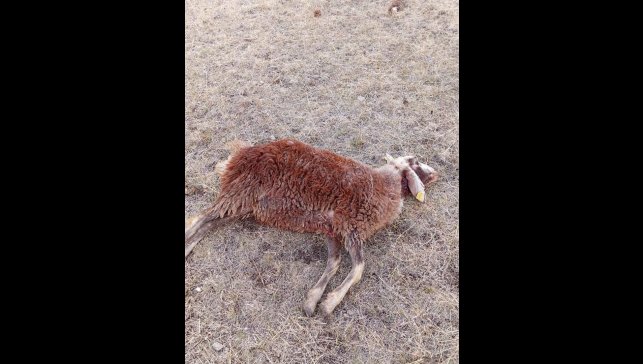 Horasan'da kurtlar sürüye daldı: 3 koyun telef oldu