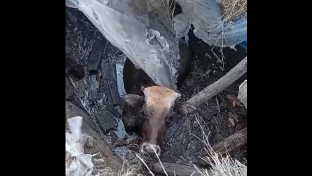Yüksekova'da bataklığa saplanan ineği itfaiye ekipleri kurtardı