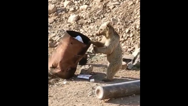 Çukurca'da yiyecek arayan ayı kameraya yansıdı