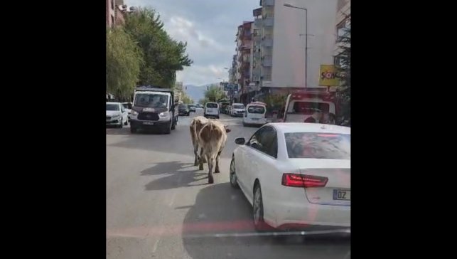 Elazığ'da caddeye çıkan inekler sürücülere zor anlar yaşattı
