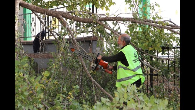 Ardahan Belediyesi'nin ağaç budama çalışmaları devam ediyor