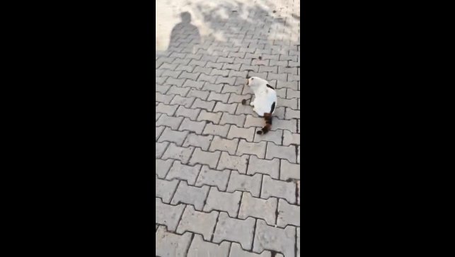 Kedinin fareyle oyunu kamerada