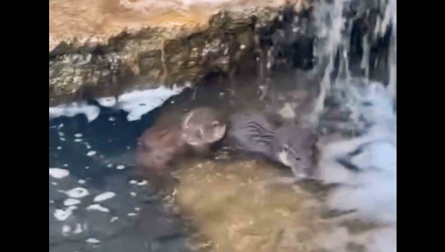 Nadir görülen yavru su samurları görüntülendi