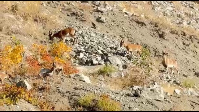 Elazığ'da dağ keçileri sürü halinde görüntülendi
