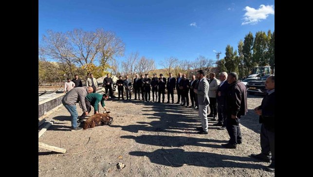 Tutak'ta hayvan pazarı yapılıyor