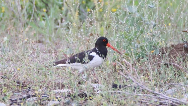 GRAFİKLİ - Poyraz kuşunun 8 ülkeyi kapsayan göç yolculuğu uydu vericiyle kayda alındı