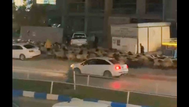 İşlek caddede koyun sürüsünün geçişi ilginç görüntüler oluşturdu