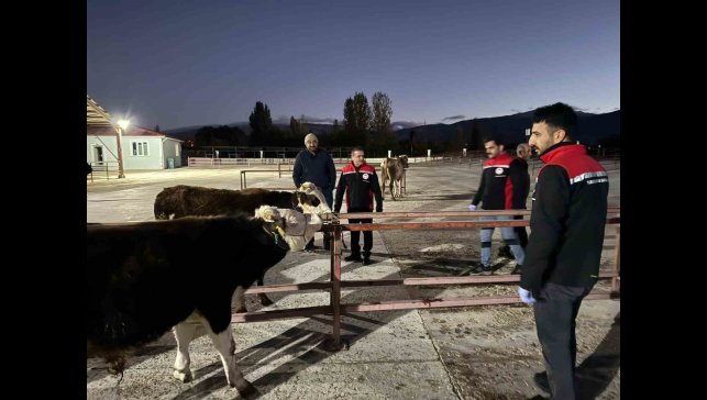 Erzincan canlı hayvan pazarı yeniden açıldı