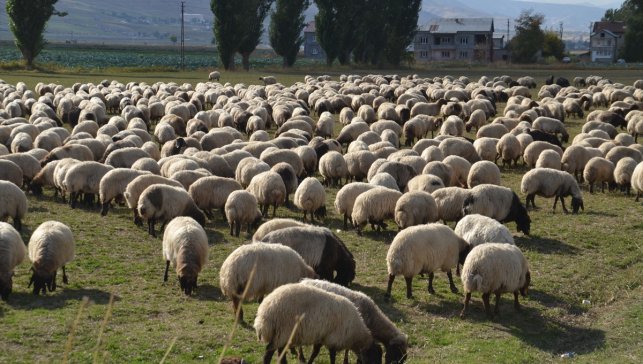 Göçerlerin yaylalardan dönüş yolculuğu sürüyor