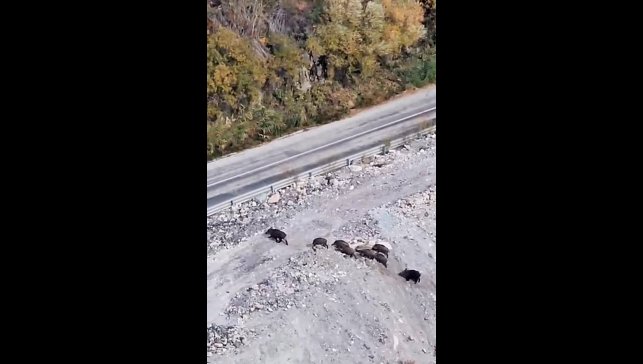 Yüksekova'da domuz sürüsü görüntülendi