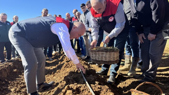 Elazığ'da çilek üretiminin artırılması amacıyla 20 bin fide toprakla buluşturuldu