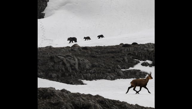 Munzur Dağı'nda nefes kesen anlar: Boz ayıdan kaçan dağ keçileri kamerada