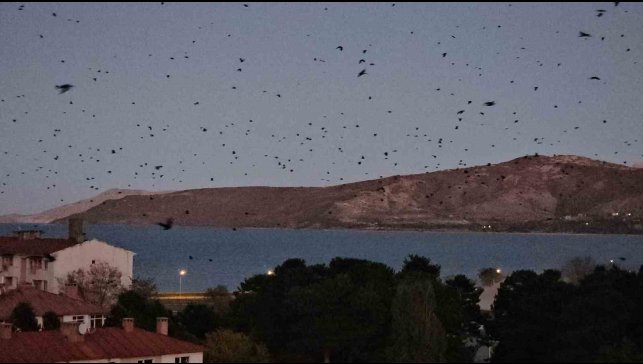 Tatvan'da gökyüzü kargalarla karardı