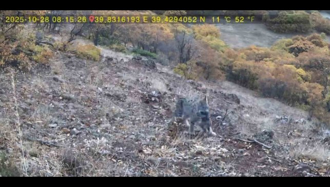 Avlanan vaşak ve yavruları fotokapana takıldı