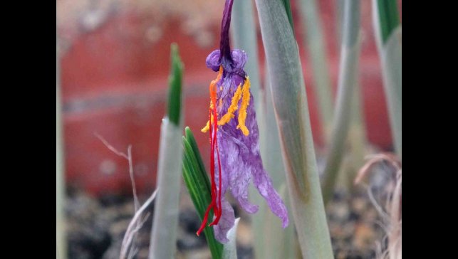 VANF Herbaryumu'nda safran koruma altında