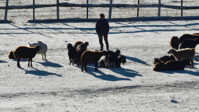 Kars'ta soğuk havanın etkisiyle buzlanma ve kırağı oluştu